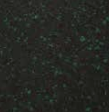 Emerald Green